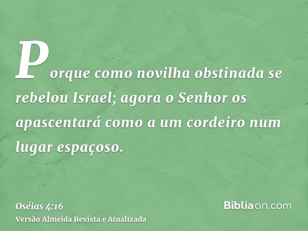 Porque como novilha obstinada se rebelou Israel; agora o Senhor os apascentará como a um cordeiro num lugar espaçoso.