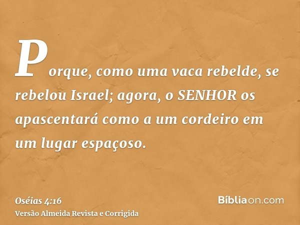 Porque, como uma vaca rebelde, se rebelou Israel; agora, o SENHOR os apascentará como a um cordeiro em um lugar espaçoso.
