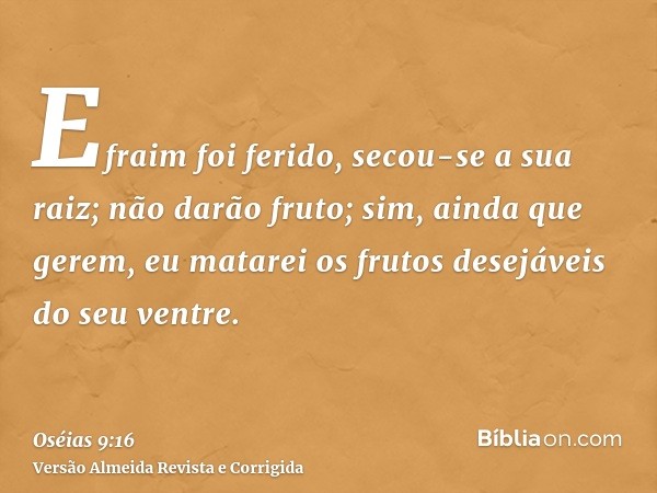 Efraim foi ferido, secou-se a sua raiz; não darão fruto; sim, ainda que gerem, eu matarei os frutos desejáveis do seu ventre.