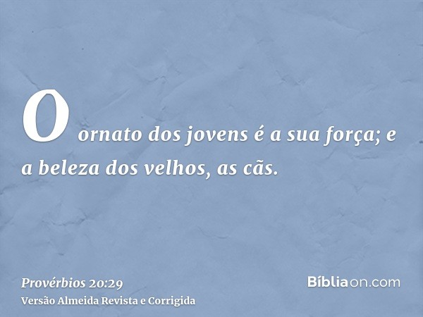 O ornato dos jovens é a sua força; e a beleza dos velhos, as cãs.
