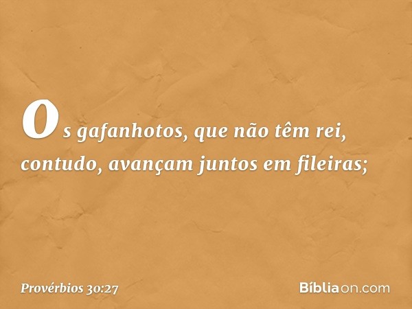 os gafanhotos, que não têm rei,
contudo, avançam juntos em fileiras; -- Provérbios 30:27