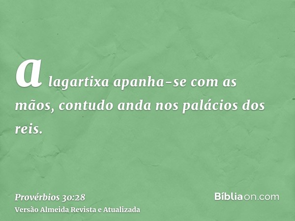 a lagartixa apanha-se com as mãos, contudo anda nos palácios dos reis.