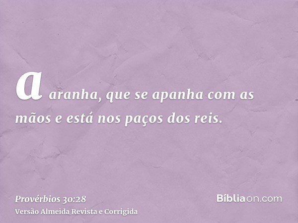 a aranha, que se apanha com as mãos e está nos paços dos reis.