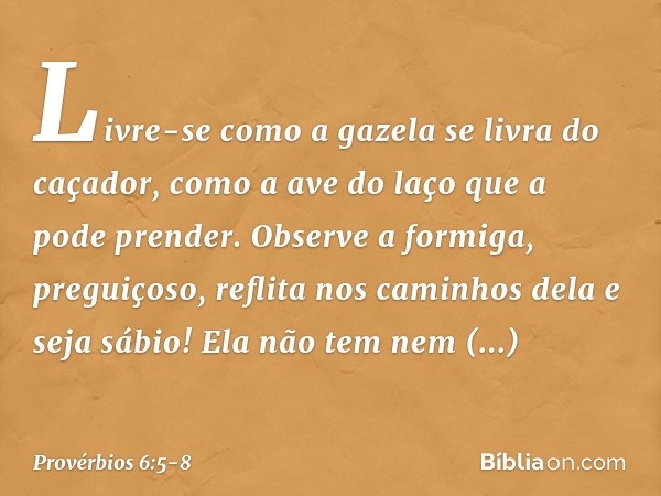 Livre-se como a gazela se livra do caçador,
como a ave do laço que a pode prender. Observe a formiga, preguiçoso,
reflita nos caminhos dela e seja sábio! Ela nã