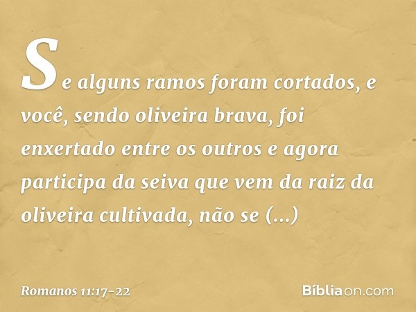 Se alguns ramos foram cortados, e você, sendo oliveira brava, foi enxertado entre os outros e agora participa da seiva que vem da raiz da oliveira cultivada, nã