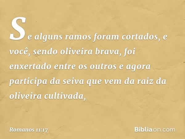 Se alguns ramos foram cortados, e você, sendo oliveira brava, foi enxertado entre os outros e agora participa da seiva que vem da raiz da oliveira cultivada, --