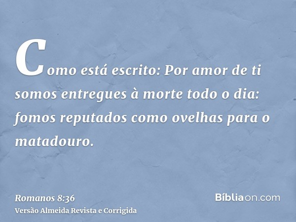 Como está escrito: Por amor de ti somos entregues à morte todo o dia: fomos reputados como ovelhas para o matadouro.