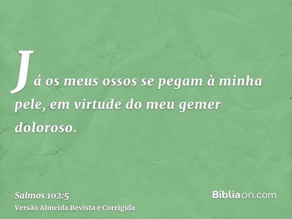 Já os meus ossos se pegam à minha pele, em virtude do meu gemer doloroso.