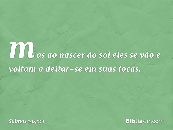 mas ao nascer do sol eles se vão
e voltam a deitar-se em suas tocas. -- Salmo 104:22