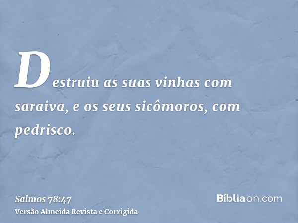 Destruiu as suas vinhas com saraiva, e os seus sicômoros, com pedrisco.