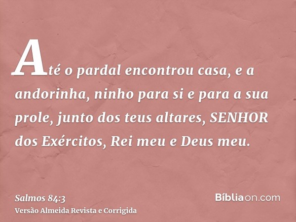 Até o pardal encontrou casa, e a andorinha, ninho para si e para a sua prole, junto dos teus altares, SENHOR dos Exércitos, Rei meu e Deus meu.