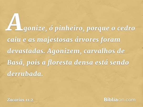 Agonize, ó pinheiro,
porque o cedro caiu
e as majestosas árvores
foram devastadas.
Agonizem, carvalhos de Basã,
pois a floresta densa
está sendo derrubada. -- Z